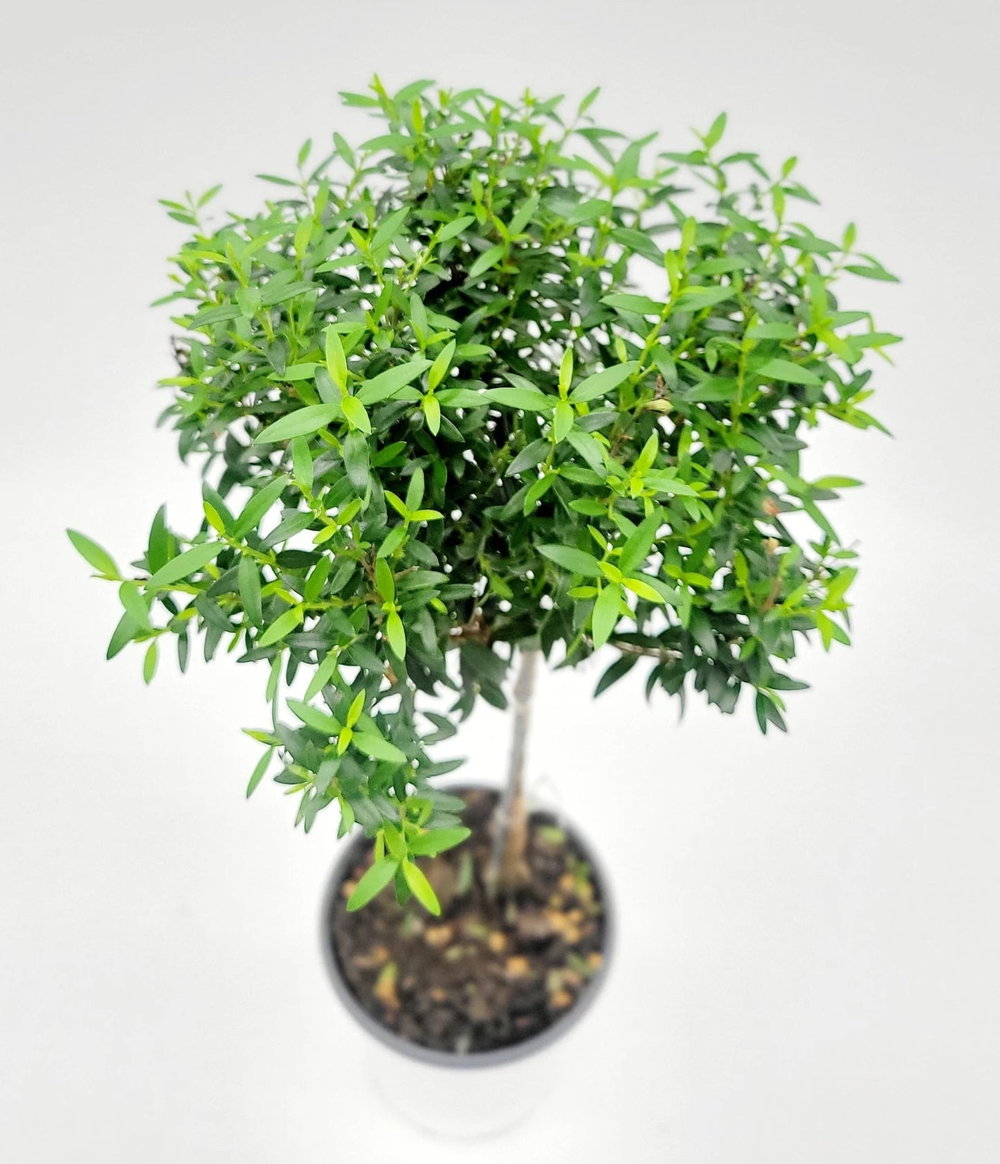 Myrtle Topiary